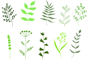 Zioła- element magii miłosnej